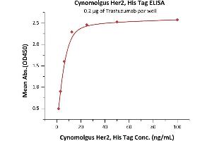 Immobilized Trastuzumab at 2 μg/mL (100 μL/well) can bind Cynomolgus Her2, His Tag (ABIN5954985,ABIN6253551) with a linear range of 2-6 ng/mL (QC tested). (ErbB2/Her2 Protein (AA 23-652) (His tag))
