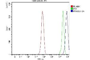 Flow Cytometry analysis of K562 cells using anti-RNASEH2A antibody (ABIN7600899). (RNASEH2A Antikörper  (AA 25-299))
