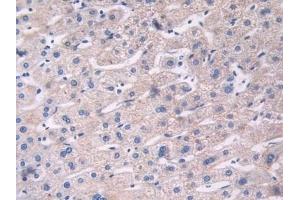 Immunohistochemistry (IHC) image for anti-Fibulin 1 (FBLN1) (AA 176-398) antibody (ABIN7434947)