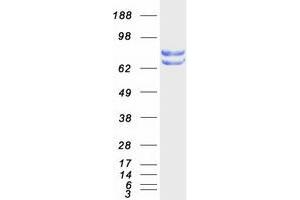 Validation with Western Blot (PDIA4 Protein (Myc-DYKDDDDK Tag))