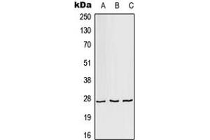 Western blot analysis of AKR1A1 expression in HeLa (A), Raw264. (AKR1A1 Antikörper  (C-Term))