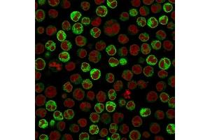 Immunofluorescence Analysis of PFA-fixed Raji cells labeling CD79a with CD79a Mouse Monoclonal Antibody (ZL7-4) followed by Goat anti-Mouse IgG-CF488 (Green). (CD79a Antikörper)