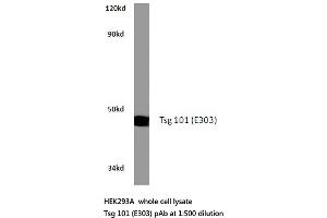 Western blot (WB) analysis of Tsg 101 antibody in extracts from HEK293A cells. (TSG101 Antikörper)