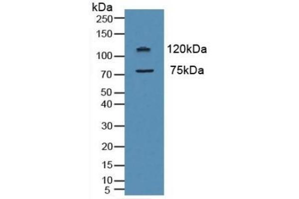 Myeloperoxidase Antikörper  (AA 134-263)