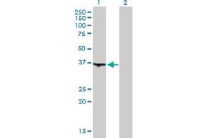 Western Blot analysis of WDR68 expression in transfected 293T cell line by WDR68 MaxPab polyclonal antibody. (DCAF7 Antikörper  (AA 1-342))