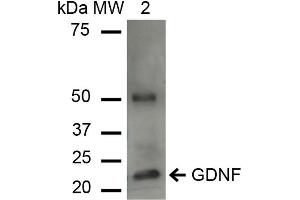Western blot analysis of Human HeLa cell lysates showing detection of ~23. (GDNF Antikörper)