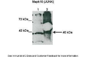 Lanes:  Lane1: 40 ug tobacco hornworm larvae intestine lysate Lane2: 100 ug tobacco hornworm larvae intestine lysate Primary Antibody Dilution:  1:1000 Secondary Antibody:  Goat anti-rabbit HRP Secondary Antibody Dilution:  1:10000 Gene Name:  Mapk10(JUNK) Submitted by:  Dra. (MAPK10 Antikörper  (N-Term))