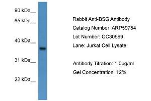 WB Suggested Anti-BSG  Antibody Titration: 0.