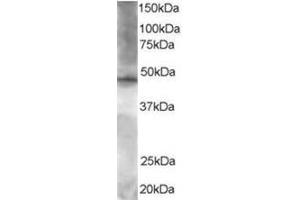 Image no. 1 for anti-Zinc Finger Protein 36, C3H Type-Like 2 (ZFP36L2) (C-Term) antibody (ABIN374272) (ZFP36L2 Antikörper  (C-Term))