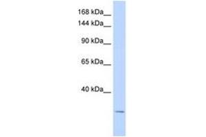 KCNK6 antibody  (AA 71-120)