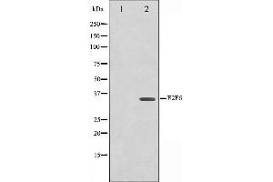 Western blot analysis on HepG2 cell lysate using E2F6 Antibody,The lane on the left is treated with the antigen-specific peptide. (E2F6 Antikörper  (Internal Region))
