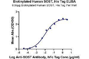 Immobilized Biotinylated Human SOST, His Tag at 0. (Sclerostin Protein (SOST) (AA 24-213) (His-Avi Tag,Biotin))