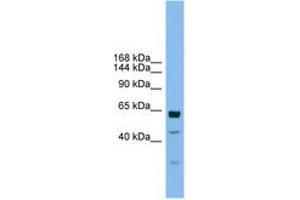 Image no. 1 for anti-Uromodulin-Like 1 (UMODL1) (AA 1115-1164) antibody (ABIN6744775) (UMODL1 Antikörper  (AA 1115-1164))