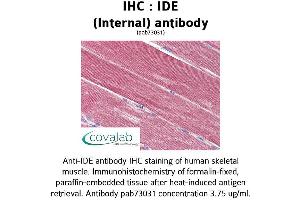 Image no. 2 for anti-Insulin-Degrading Enzyme (IDE) (Internal Region) antibody (ABIN1735761) (IDE Antikörper  (Internal Region))