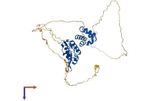 SCML4 Protein (AA 1-408) (His tag)
