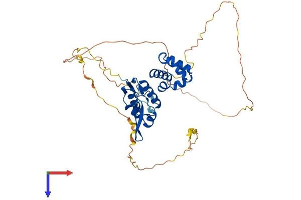 SCML4 Protein (AA 1-408) (His tag)