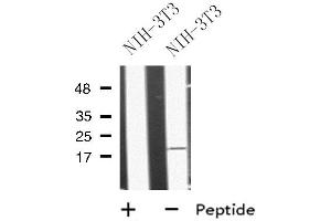 Western blot analysis of MRAP using NIH-3T3 whole cell lysates (MRAP Antikörper  (Internal Region))