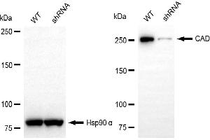 Western blotting analysis using CAD antibody (ABIN7797866).