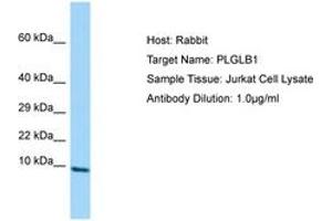 PLGLB2 Antikörper  (AA 38-87)