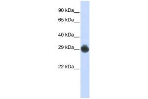 WB Suggested Anti-KITLG Antibody Titration:  0. (KIT Ligand Antikörper  (Middle Region))