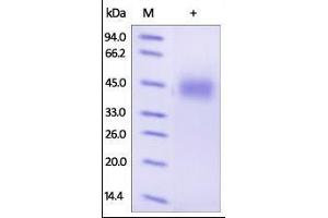 Human Growth Hormone R, His Tag on SDS-PAGE under reducing (R) condition. (Growth Hormone Receptor Protein (GHR) (AA 27-264) (His tag))