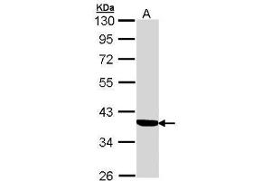 WB Image Sample (30 ug of whole cell lysate) A: A431 , 10% SDS PAGE antibody diluted at 1:1000 (Cortisol Binding Globulin Antikörper  (Center))