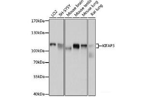Western blot analysis of extracts of various cell lines using KIFAP3 Polyclonal Antibody at dilution of 1:1000. (KIFAP3 Antikörper)