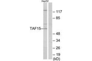 Western blot analysis of extracts from HepG2 cells, using TAF15 Antibody.