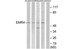 Western blot analysis of extracts from HuvEc cells/COS7 cells/HeLa cells/COLO205 cells, using EMR4 Antibody.
