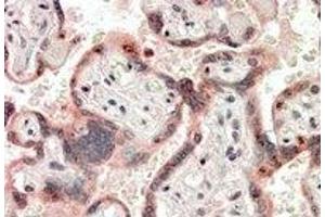 Immunohistochemistry: CRIPTO Antibody staining of Paraffin Embedded Human Placenta at 3. (TDGF1 Antikörper  (Internal Region))