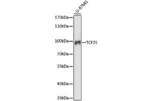 Western blot analysis of extracts of U-87MG cells, using TCF25 antibody (ABIN6293615) at 1:1000 dilution. (TCF25 Antikörper)