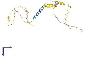 CALY Protein (AA 1-226) (His tag)
