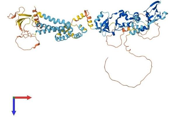 Cyclin M3 Protein (CNNM3) (AA 1-707) (His tag)