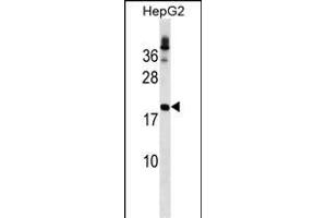 LHFP Antibody (N-term) (ABIN1539177 and ABIN2849517) western blot analysis in HepG2 cell line lysates (35 μg/lane). (LHFP Antikörper  (N-Term))