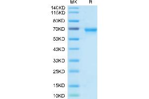 Biotinylated Human OX40 on Tris-Bis PAGE under reduced condition. (TNFRSF4 Protein (AA 29-216) (Fc Tag,Biotin))