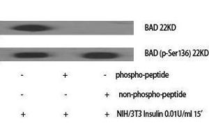 Western Blotting (WB) image for anti-BCL2-Associated Agonist of Cell Death (BAD) (pSer136) antibody (ABIN3181928) (BAD Antikörper  (pSer136))