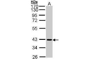 Western Blotting (WB) image for anti-Junctional Adhesion Molecule 2 (JAM2) antibody (ABIN2855842)