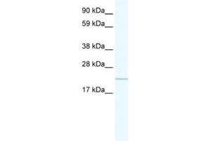 Western Blotting (WB) image for anti-Chromosome 16 Open Reading Frame 80 (C16orf80) antibody (ABIN2460910) (C16orf80 Antikörper)