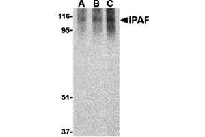 Western Blotting (WB) image for anti-NLR Family, CARD Domain Containing 4 (NLRC4) (C-Term) antibody (ABIN1030441) (NLRC4 Antikörper  (C-Term))