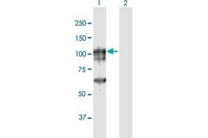 Western Blot analysis of CAGE1 expression in transfected 293T cell line by CAGE1 MaxPab polyclonal antibody. (CAGE1 Antikörper  (AA 1-700))