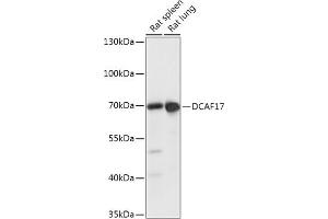 Western blot analysis of extracts of various cell lines, using DC antibody (ABIN7266682) at 1:1000 dilution. (DCAF17 Antikörper  (AA 235-335))