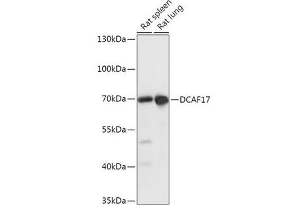 DCAF17 Antikörper  (AA 235-335)