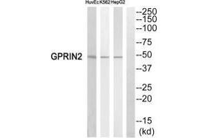 Western blot analysis of extracts from HuvEc cells,K562 cells and HepG2 cells, using GPRIN2 antiobdy.