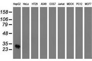 Western blot analysis of extracts (35 µg) from 9 different cell lines by using anti-OTUB2 monoclonal antibody. (OTUB2 Antikörper)
