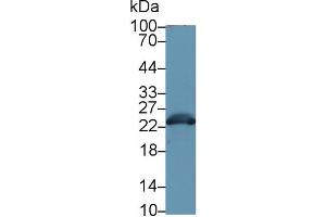 Western Blot; Sample: Mouse Liver lysate; Primary Ab: 1µg/ml Rabbit Anti-Mouse GSTa3 Antibody Second Ab: 0. (GSTA3 Antikörper  (AA 1-221))