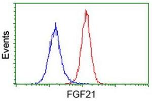 Flow cytometric Analysis of Hela cells, using anti-FGF21 antibody (ABIN2454488), (Red), compared to a nonspecific negative control antibody, (Blue). (FGF21 Antikörper  (AA 29-209))