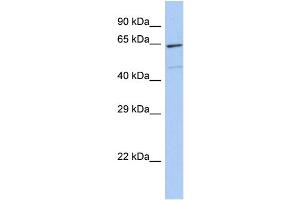 Host:  Rabbit  Target Name:  ZNF7  Sample Type:  293T Whole cell lysates  Antibody Dilution:  1. (ZNF7 Antikörper  (C-Term))