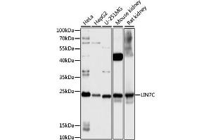Western blot analysis of extracts of various cell lines, using LIN7C antibody (ABIN7268269) at 1:1000 dilution. (LIN7C Antikörper  (AA 1-70))