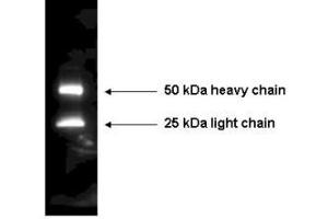 Image no. 1 for Rabbit anti-Mouse IgG (Whole Molecule) antibody (HRP) (ABIN300754) (Kaninchen anti-Maus IgG (Whole Molecule) Antikörper (HRP))