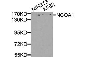 Western blot analysis of extracts of various cell lines, using NCOA1 antibody (ABIN5970476) at 1/500 dilution. (NCOA1 Antikörper)